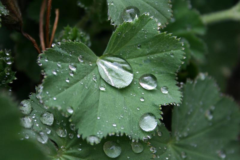 IMG_0019.jpg - Løvefod med frisk regnvand. -- lady's mantle with fresh rain water.