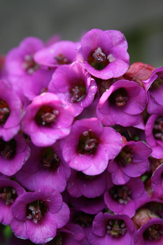 IMG_0024.jpg - Kæmpe-stenbræk. -- Bergenia cordifolia.