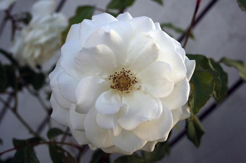 IMG_0062.jpg - Hvid rose. -- White rose.