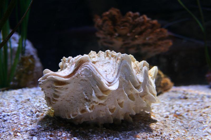 Musling.jpg - Musling. mussel