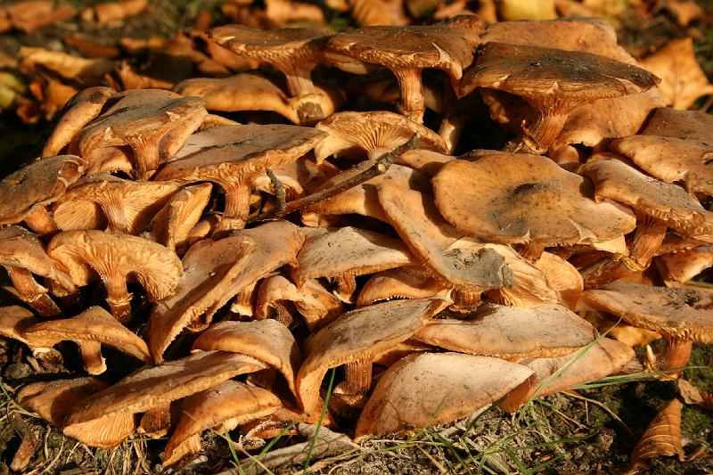 mushrooms.jpg - Svampe. Mushrooms