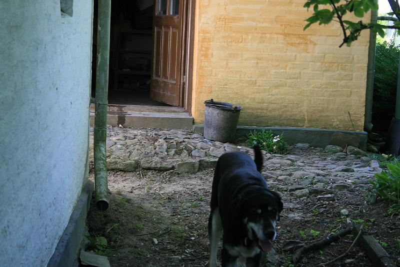 IMG_0155.jpg - Gårdens hund. -- The dog from the farm.