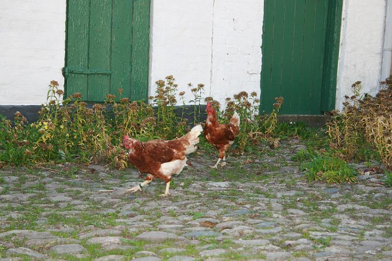 IMG_0259.jpg - Hønsene løber frit omkring. -- The chickens run free around