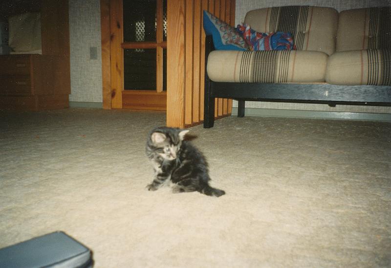 gIMG_0002.jpg - En af de tre katte vi havde. -- One of the three cats we did have.